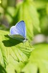 Celastrina argiolus
