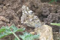 Vanessa cardui