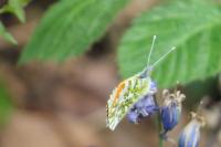 Anthocharis cardamines