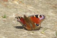 Aglais io