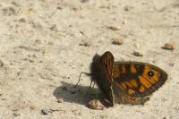 Lasiommata megera