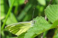 Pieris napi