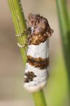 Periclepsis cinctana
