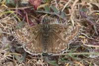 Erynnis tages