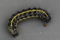 Orthosia miniosa