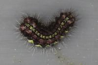 Aglaope infausta