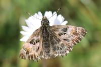 Carcharodus alceae alceae