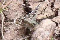 Pyrgus malvae