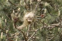 Thaumetopoea pityocampa