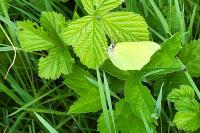 Gonepteryx rhamni