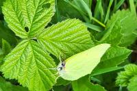 Gonepteryx rhamni