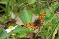 Boloria dia