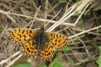 Boloria dia