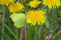 Gonepteryx rhamni