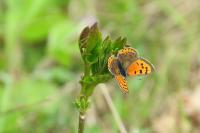 Lycaena phlaeas