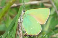 Callophrys rubi