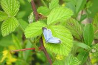 Celastrina argiolus