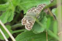 Pyrgus malvae
