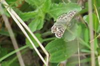 Pyrgus malvae