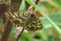 Ematurga atomaria
