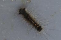 Lymantria dispar