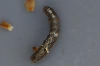 Allophyes oxyacanthae