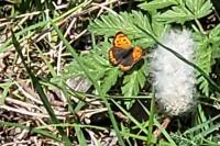 Lycaena phlaeas