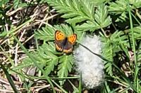 Lycaena phlaeas