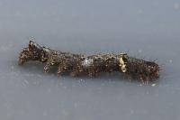 Allophyes oxyacanthae