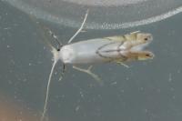 Phyllonorycter harrisella