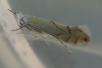 Phyllonorycter harrisella
