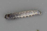 Tortrix viridana