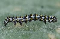 Cucullia verbasci
