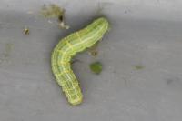 Operophtera brumata