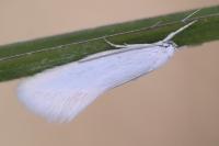Elachista argentella