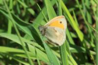 Coenonympha pamphilus