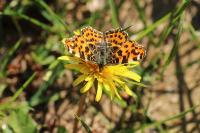 Araschnia levana