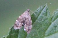Anthophila fabriciana