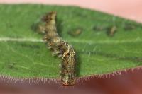 Allophyes oxyacanthae