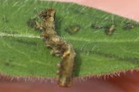 Allophyes oxyacanthae