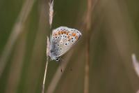 Aricia agestis