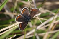 Aricia agestis
