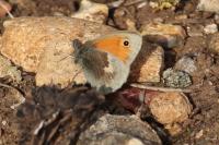 Coenonympha pamphilus