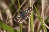 Pyrgus malvae