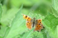 Polygonia c-album