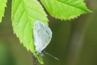 Celastrina argiolus