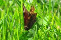 Aglais io
