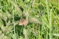 Euclidia glyphica