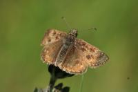 Erynnis tages
