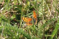 Lycaena phlaeas